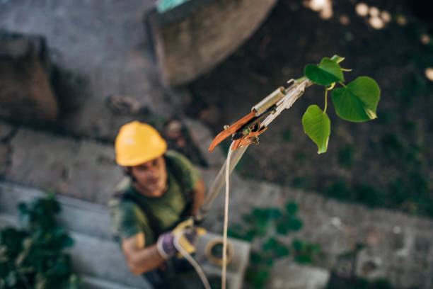 Best Tree Branch Trimming  in Des Moines, WA